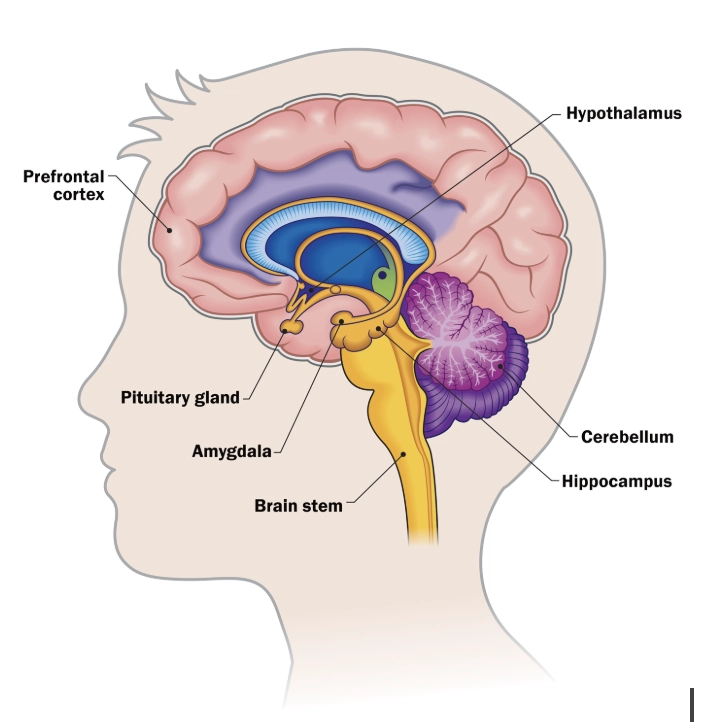 brain